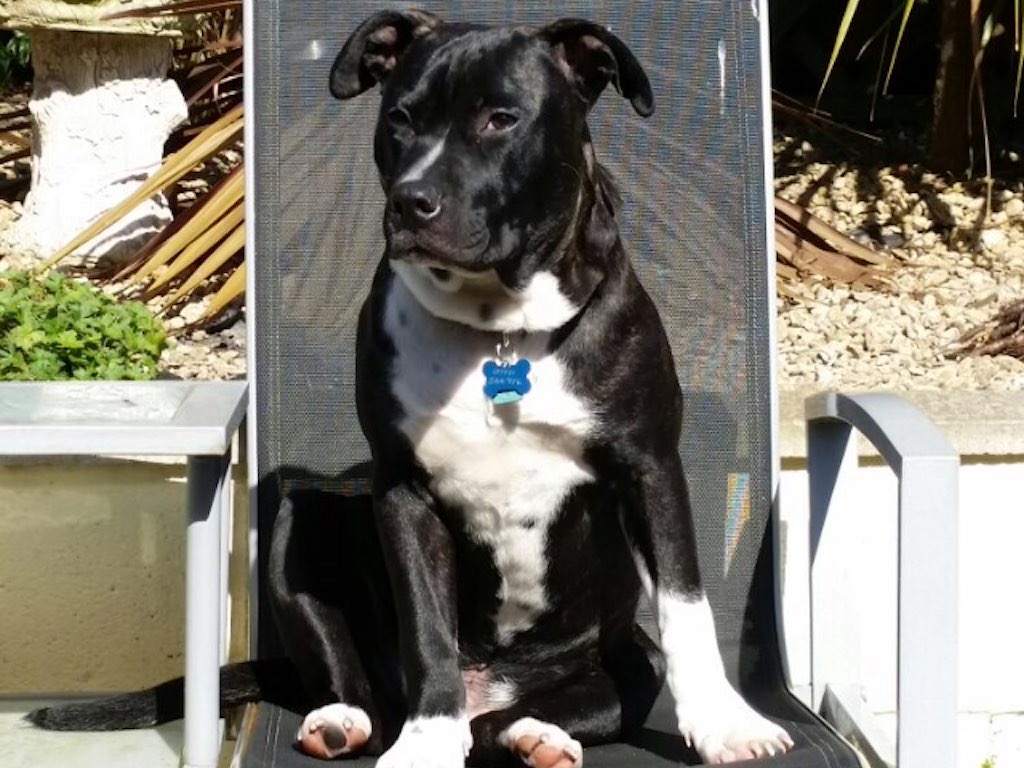 Alfie the dog