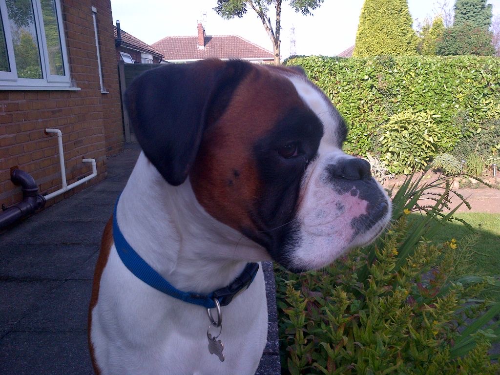 Bailey the dog