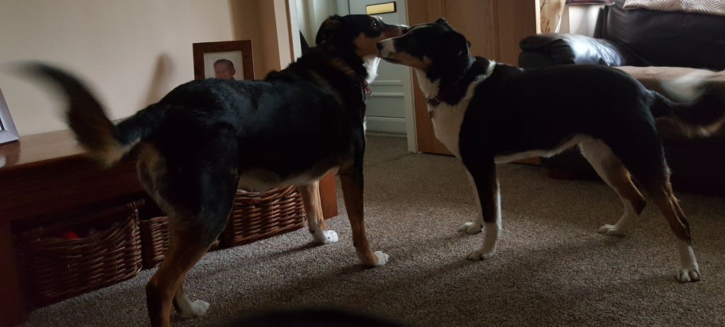 Bella and Trinity