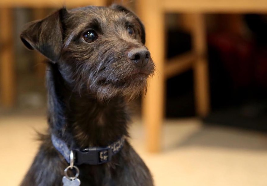 We have really enjoyed the behaviour consultation process. Zoe has shown us how to deal with our dog's problems. We now have the tools to carry on with his training. Benji, Dawn and Paul