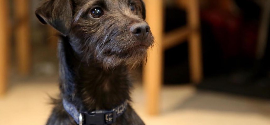 We have really enjoyed the behaviour consultation process. Zoe has shown us how to deal with our dog's problems. We now have the tools to carry on with his training. Benji, Dawn and Paul