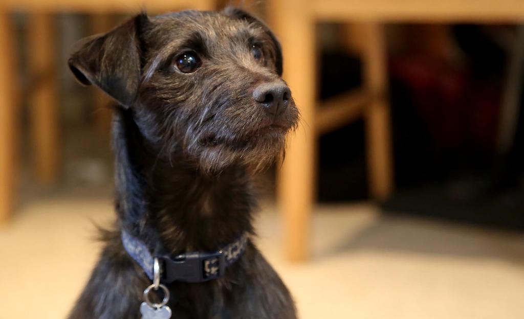 Benji the dog