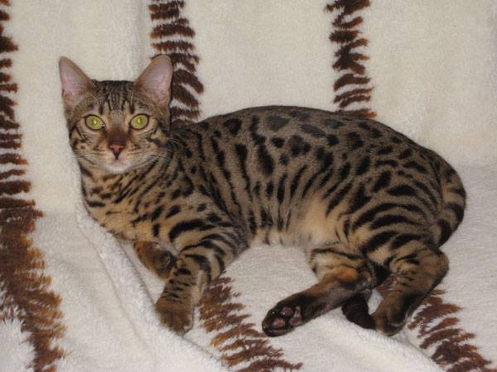 Billie the cat