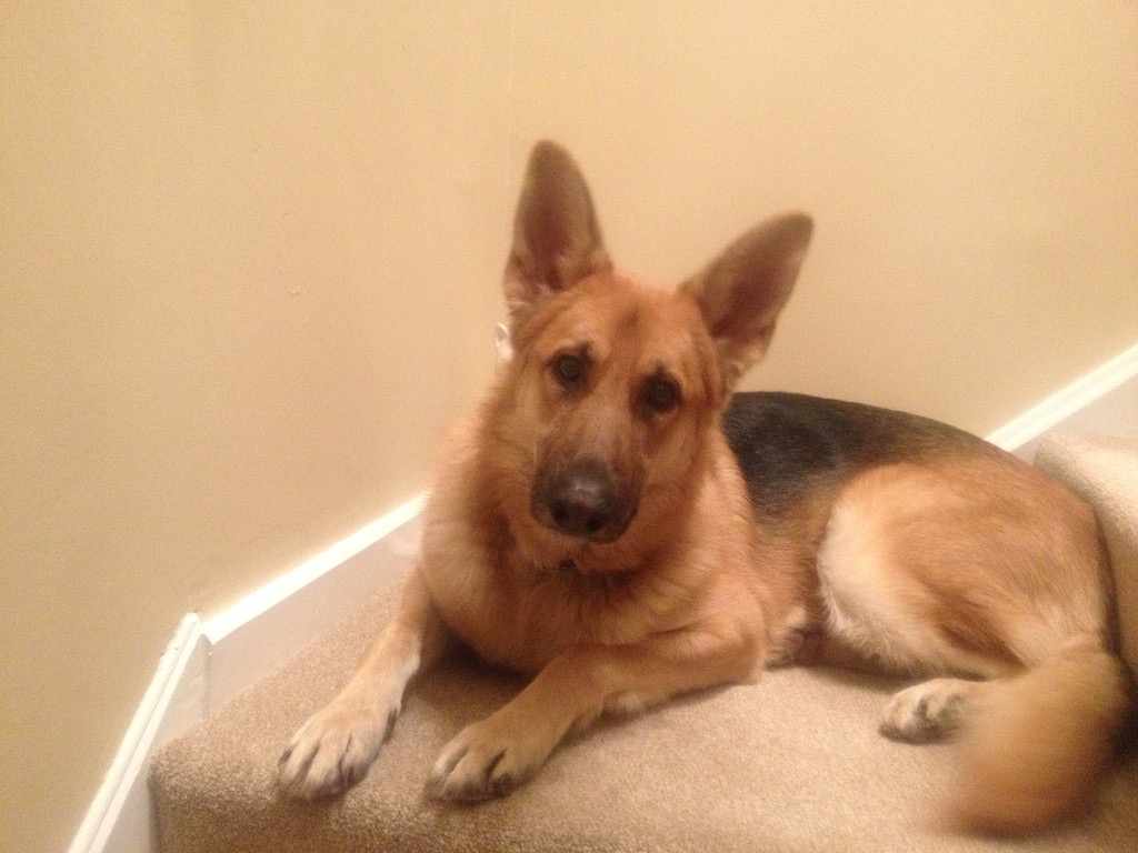 Blaze the dog