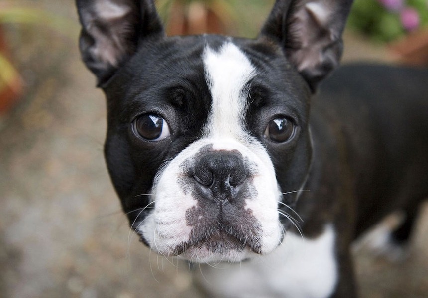 I have found your knowledge of dogs behaviour inspiring and it’s clear to see you have a real passion for dogs. Zoe is the best at what she does. Bobby & Jayne