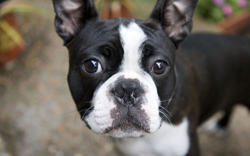 Bobby the dog