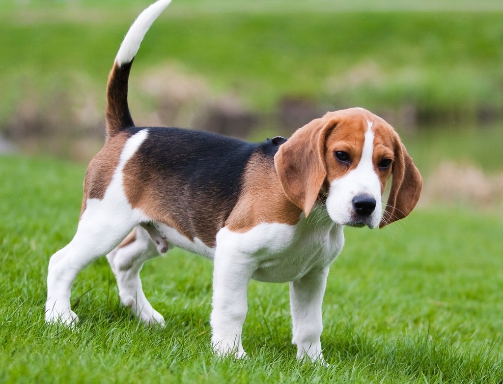 Bracken the dog