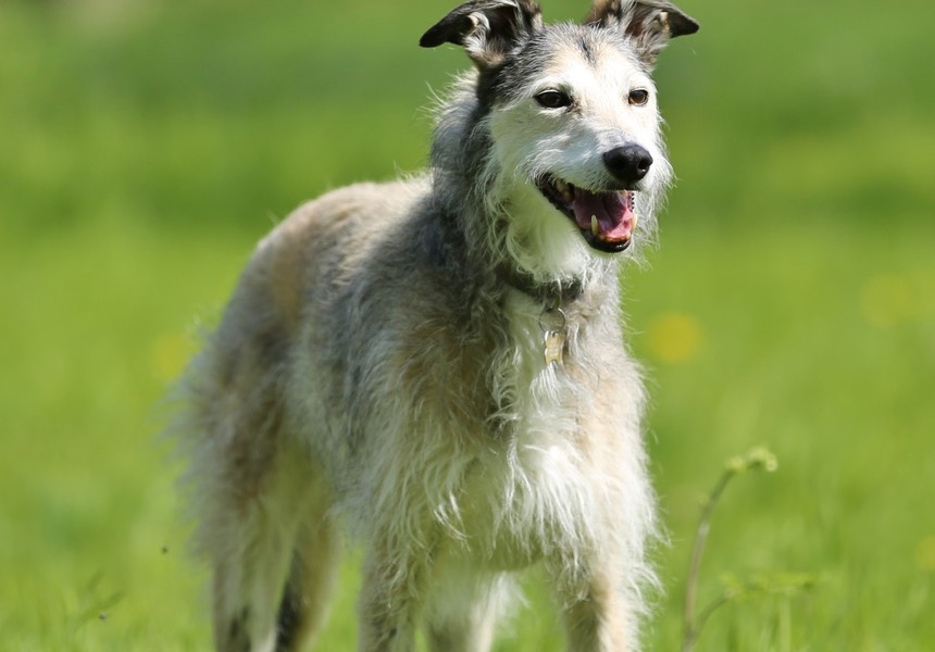 I trust them completely: what they don't know about animals is not worth knowing. Their calmness and reassuring manner transfers to both dogs and owners. Brambles & Corinne