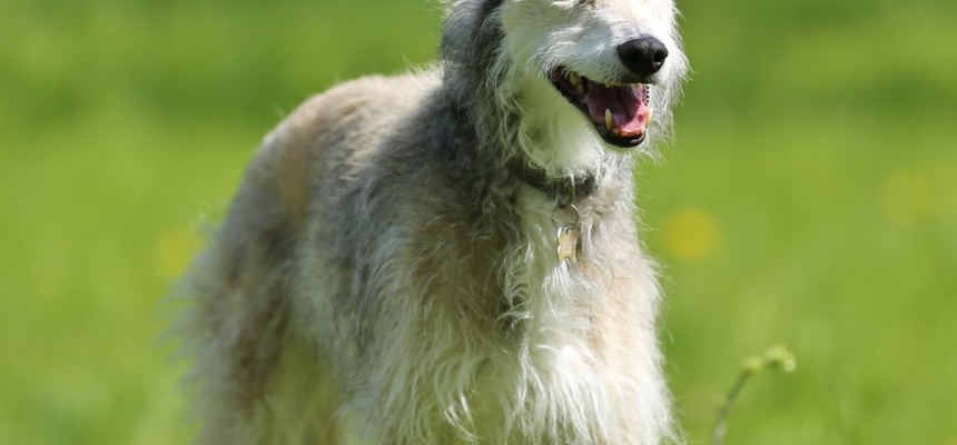 I trust them completely: what they don't know about animals is not worth knowing. Their calmness and reassuring manner transfers to both dogs and owners. Brambles & Corinne
