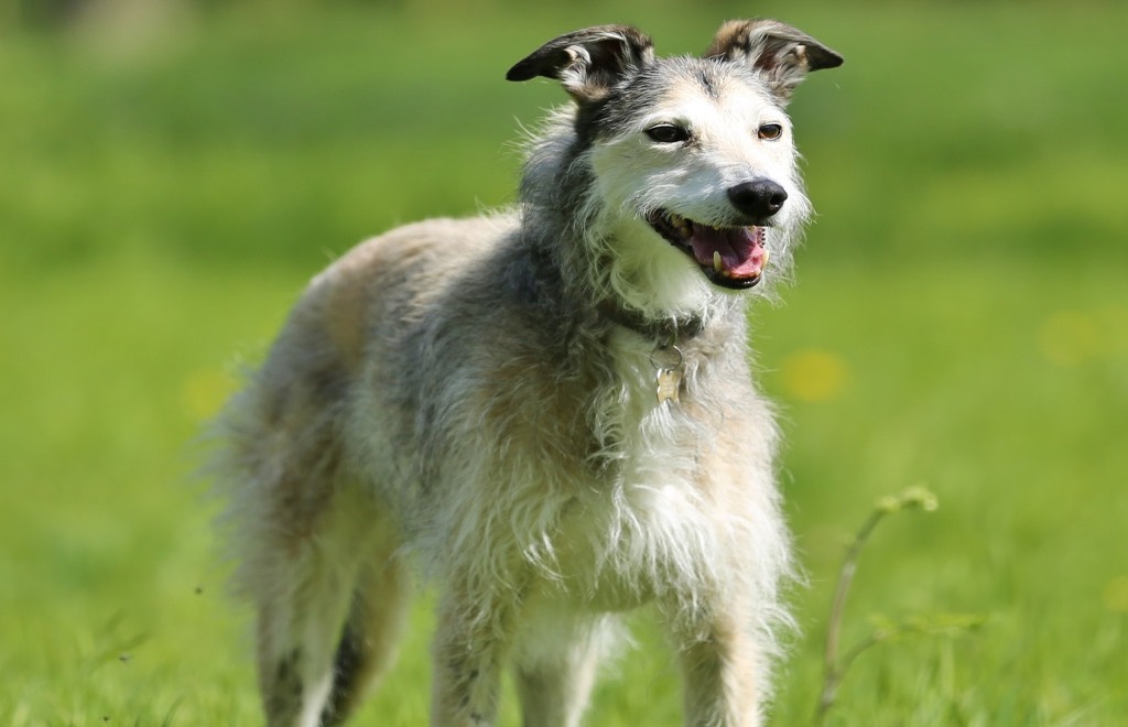 Brambles the dog