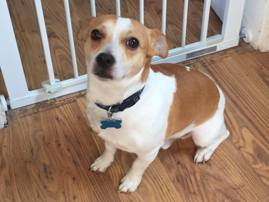 Bubba the dog