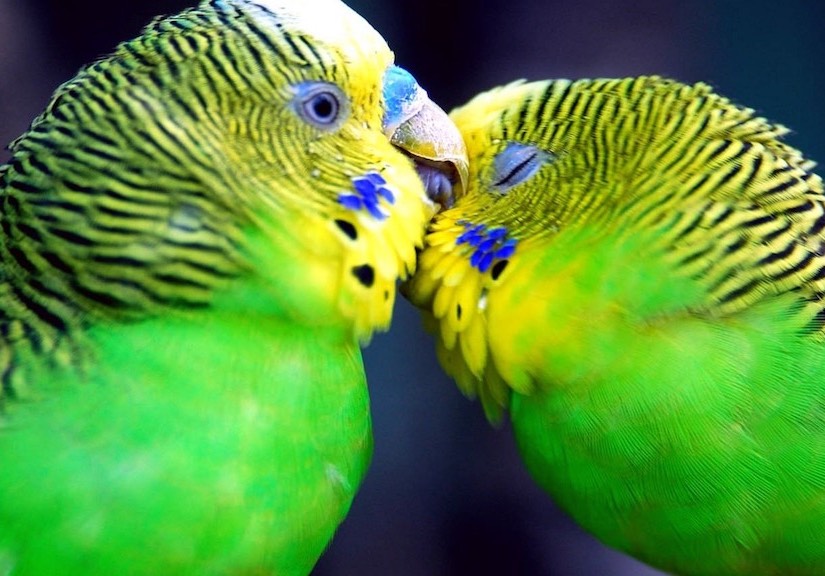 Even the budgies who were easily spooked respond well to me now and really love their fly time! Budgies, Zeus & Nardie