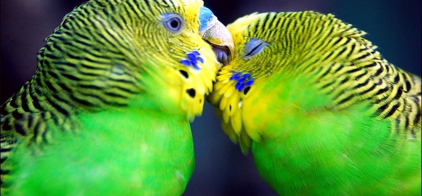 Even the budgies who were easily spooked respond well to me now and really love their fly time! Budgies, Zeus & Nardie