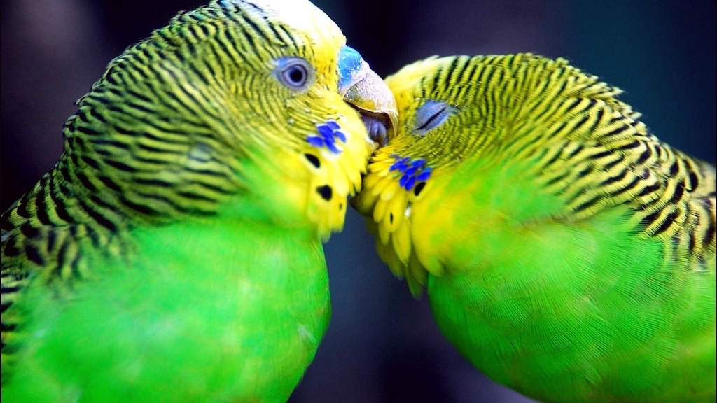 Budgies