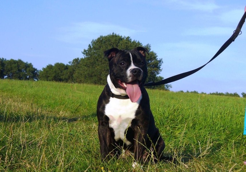 We were very very happy with the service you guys gave us and have recommended you to a several people. Buzz has made so much progress since we have seen you! Buzz, Andy & Faye