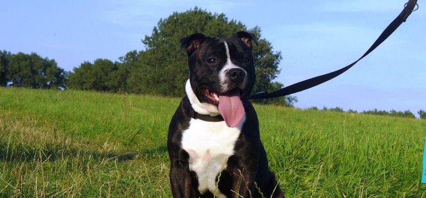 We were very very happy with the service you guys gave us and have recommended you to a several people. Buzz has made so much progress since we have seen you! Buzz, Andy & Faye