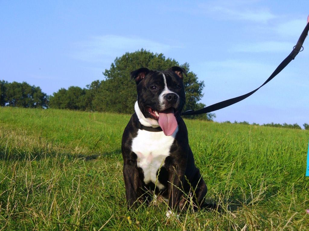 Buzz the dog