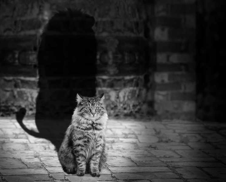 A cat with a lion's shadow