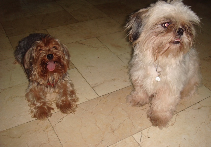 Zoe is the most kind and considerate person - if you are looking for a professional pet behaviour therapist that loves animals look no further. Alfie & Charley