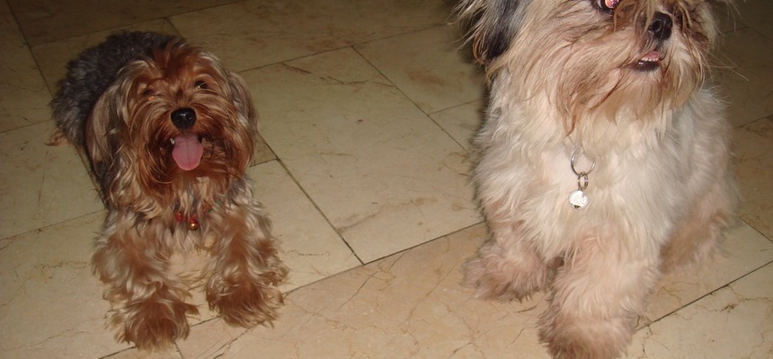 Zoe is the most kind and considerate person - if you are looking for a professional pet behaviour therapist that loves animals look no further. Alfie & Charley