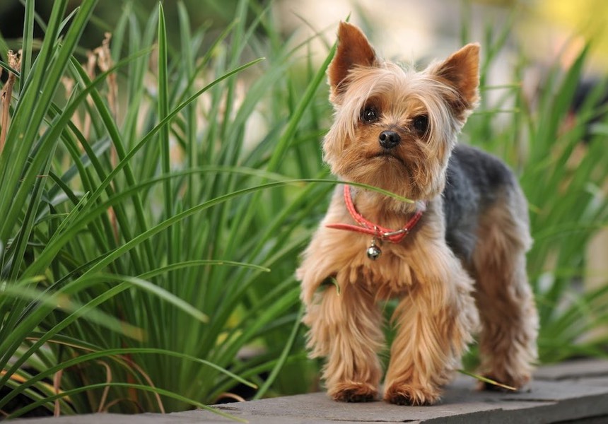 We found Zoe to be extremely knowledgeable and attentive when it came to talking us through the processes we needed to follow to get our little Yorkie under control. Chip, James & Sarah