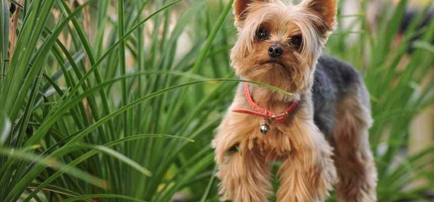 We found Zoe to be extremely knowledgeable and attentive when it came to talking us through the processes we needed to follow to get our little Yorkie under control. Chip, James & Sarah