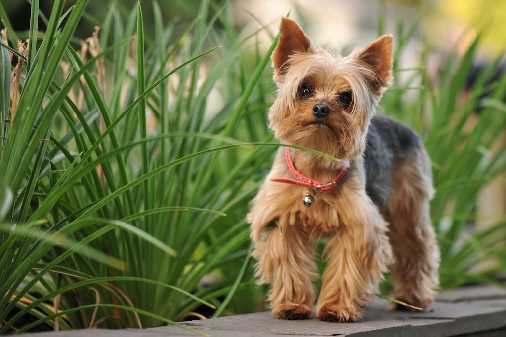 Chip the dog