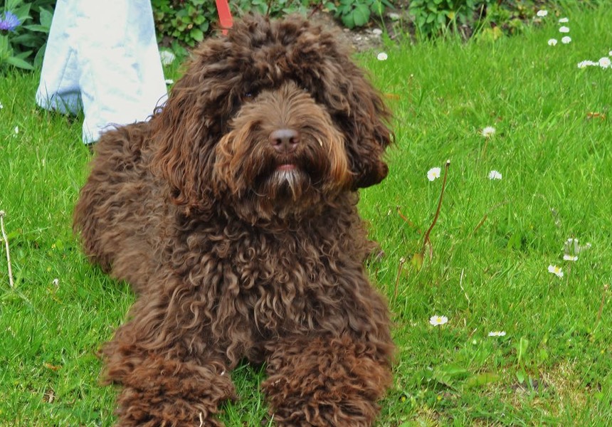 I have been following your advice with Cocoa and we have noticed a difference in his behaviour already!! Cocoa & Julia