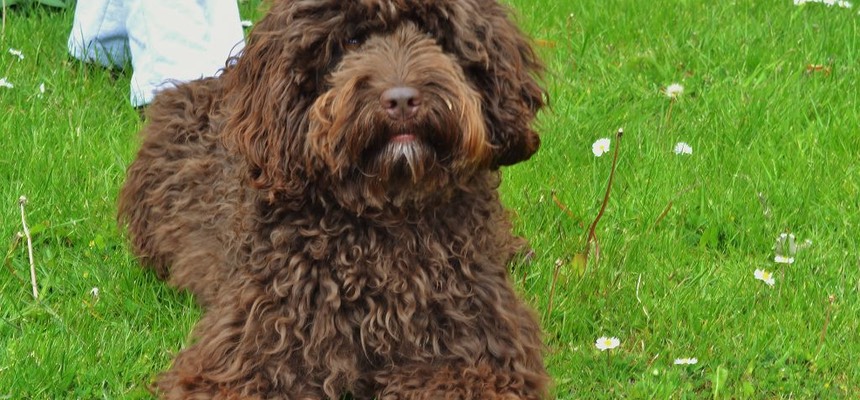 I have been following your advice with Cocoa and we have noticed a difference in his behaviour already!! Cocoa & Julia