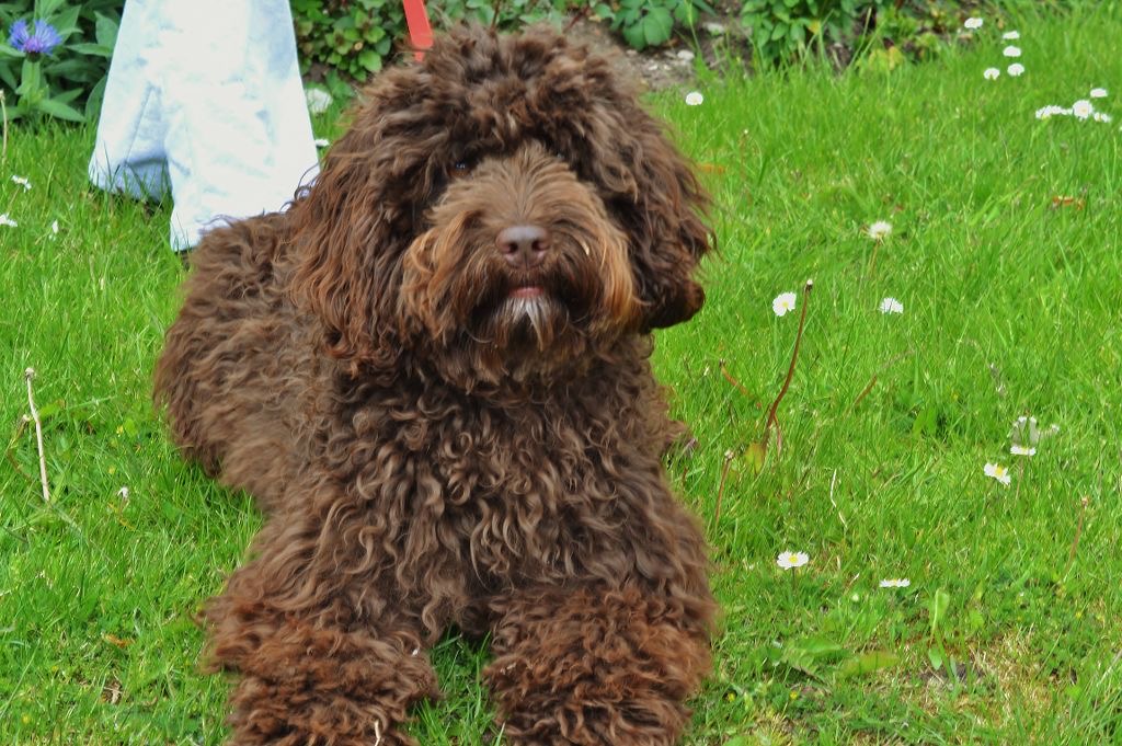 Cocoa the dog