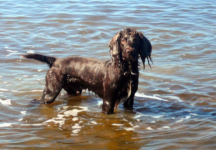 Our girls, Cookie and Storm, suddenly started fighting with each other. We are really happy with the time Zoe spent with us and the dogs. Cookie, Storm, Andy & Julie