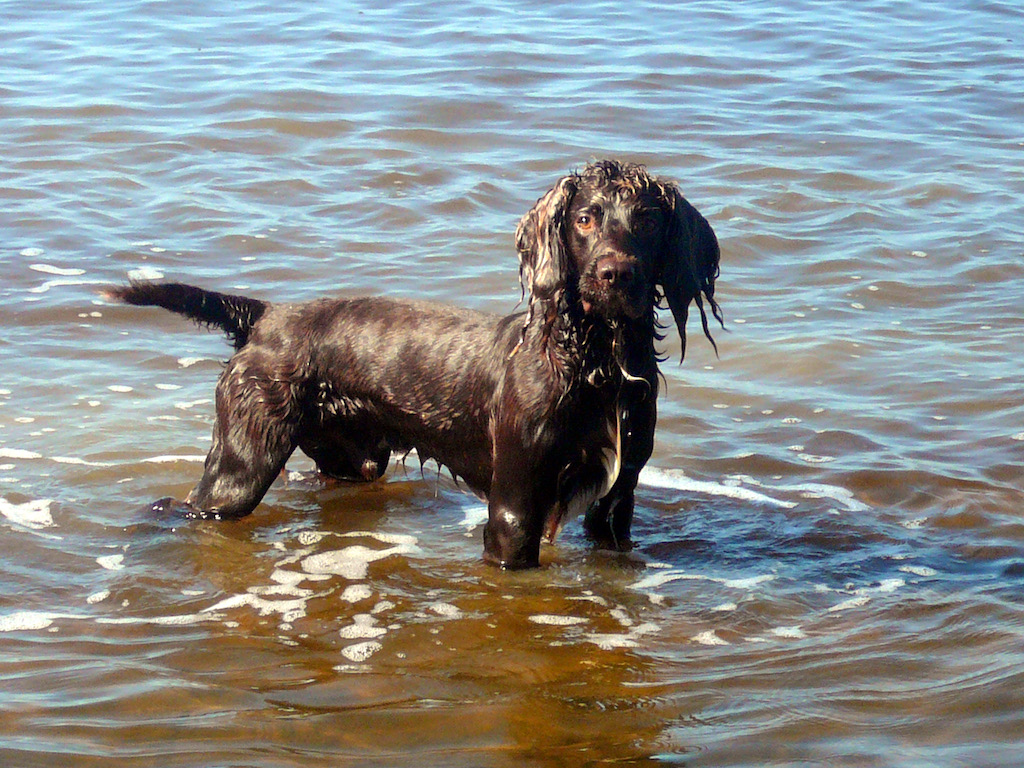 Cookie the dog