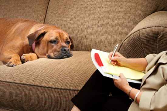 Dog psychology