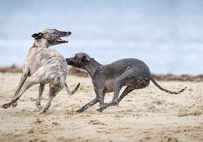 With a few simple techniques, easily and clearly explained, and lots of consistent practice and hard work, we now have a significantly more relaxed household and two much calmer, happier dogs. Don & Poppy