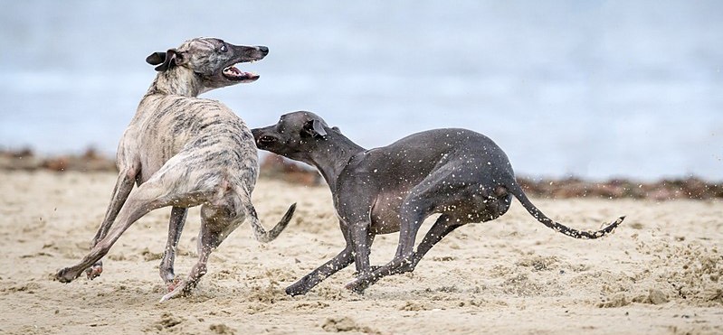 With a few simple techniques, easily and clearly explained, and lots of consistent practice and hard work, we now have a significantly more relaxed household and two much calmer, happier dogs. Don & Poppy