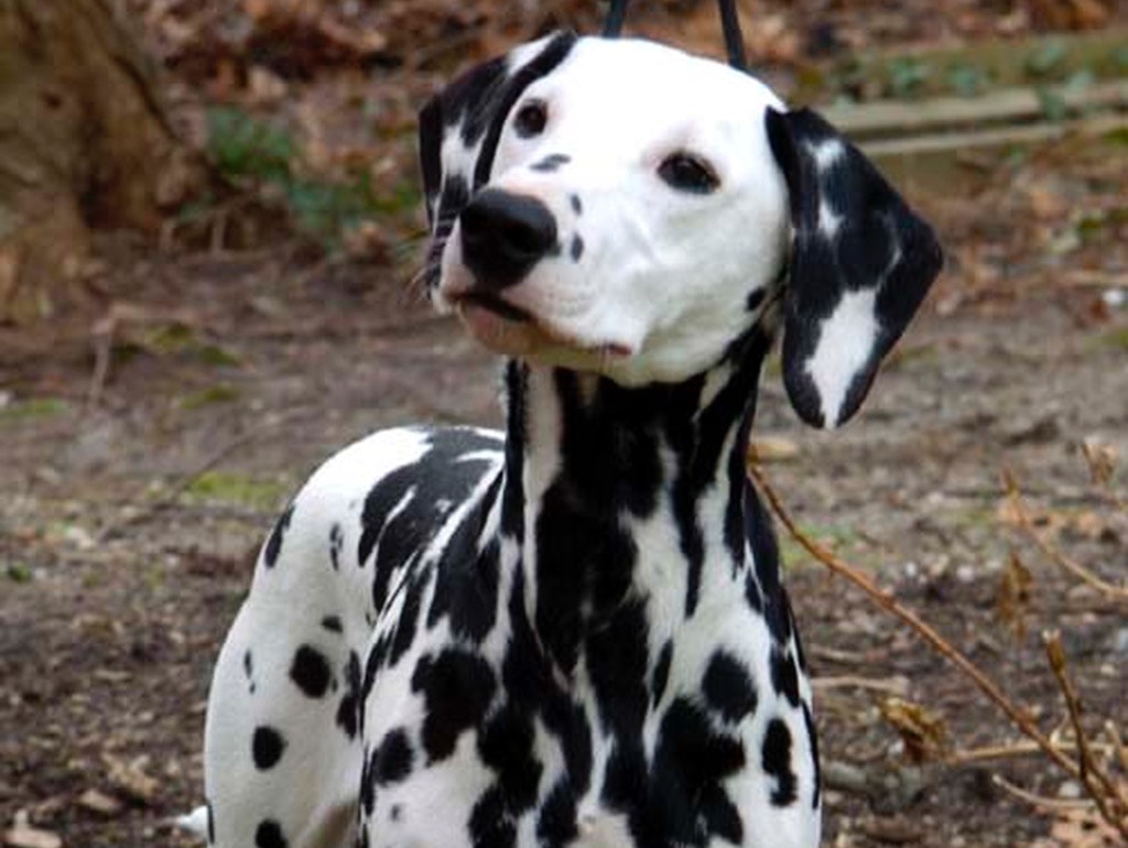 Dotty the dog