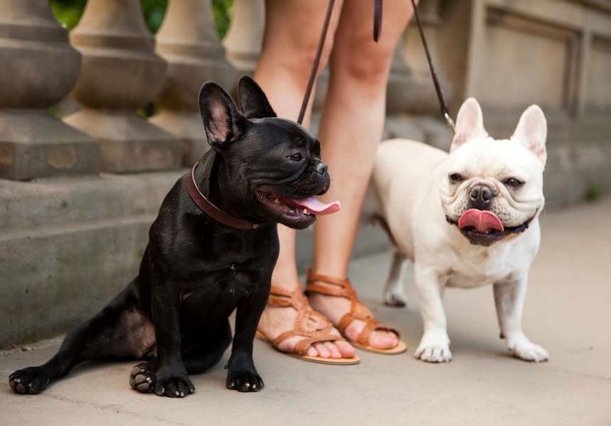 We went into our first visit with Zoe feeling anxious we may end up having to rehome one of our beloved Frenchies. Fast-forward 6 months - our dogs are happier (and better behaved!) than ever. Dexter & Dougie
