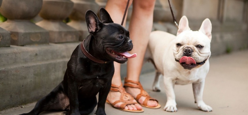 We went into our first visit with Zoe feeling anxious we may end up having to rehome one of our beloved Frenchies. Fast-forward 6 months - our dogs are happier (and better behaved!) than ever. Dexter & Dougie