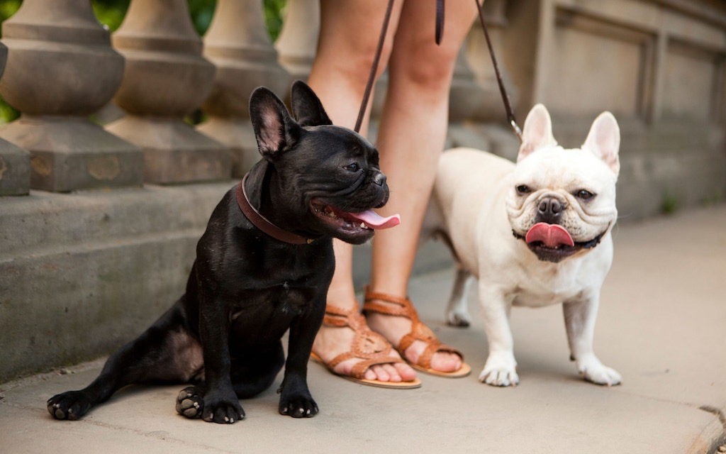 Dexter and Dougie the dogs