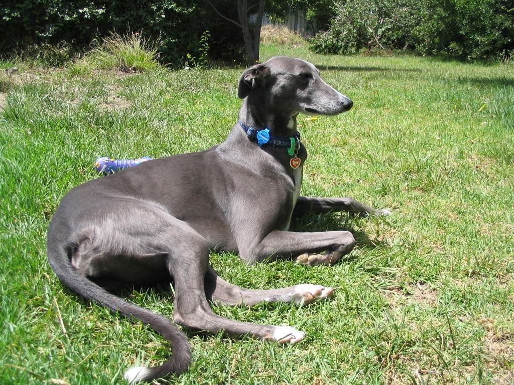 Dylan the dog