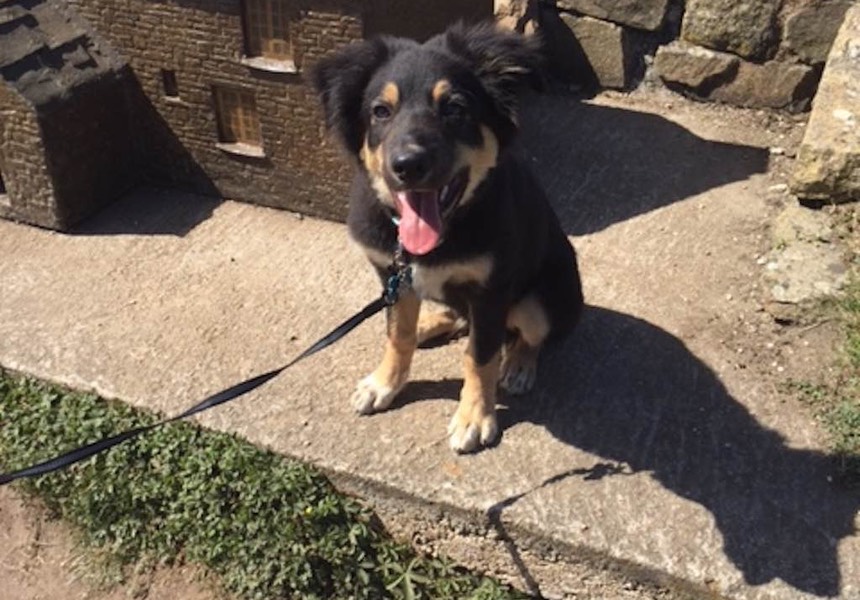 I do think that if we had not had help Echo wouldn't be with us today, so this service has been fabulous! With the behaviour plan in place and lots of hard work from us as a family we now have a more relaxed dog. … Echo