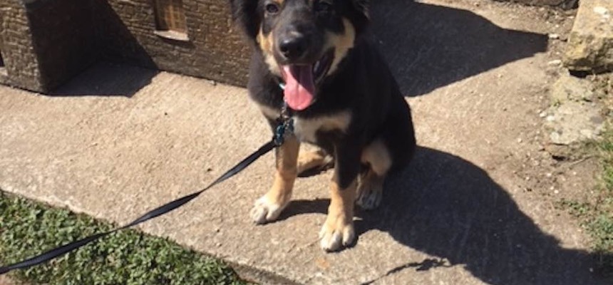 I do think that if we had not had help Echo wouldn't be with us today, so this service has been fabulous! With the behaviour plan in place and lots of hard work from us as a family we now have a more relaxed dog. … Echo