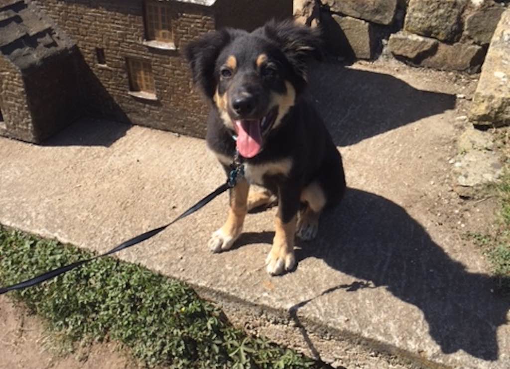 Echo the dog
