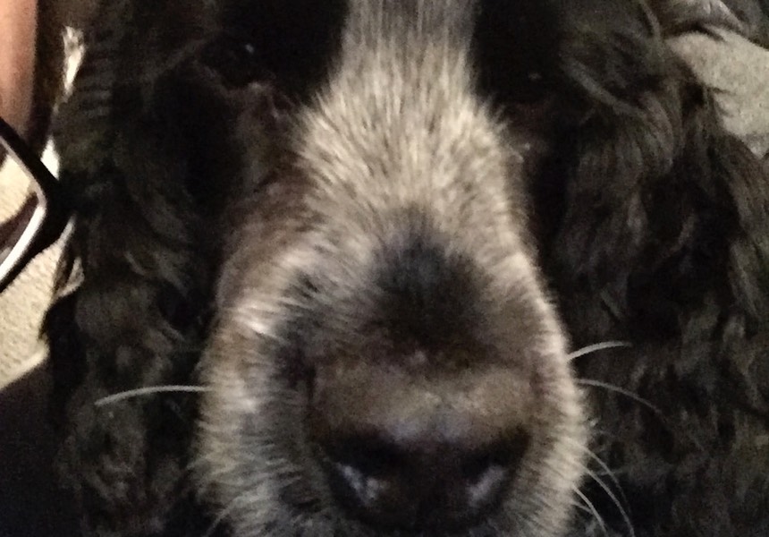 We've been delighted with the service. You've tailored your approach specifically to our concerns and have always been available for advice and further support. Ernie, Jennie, Ian & Alfie