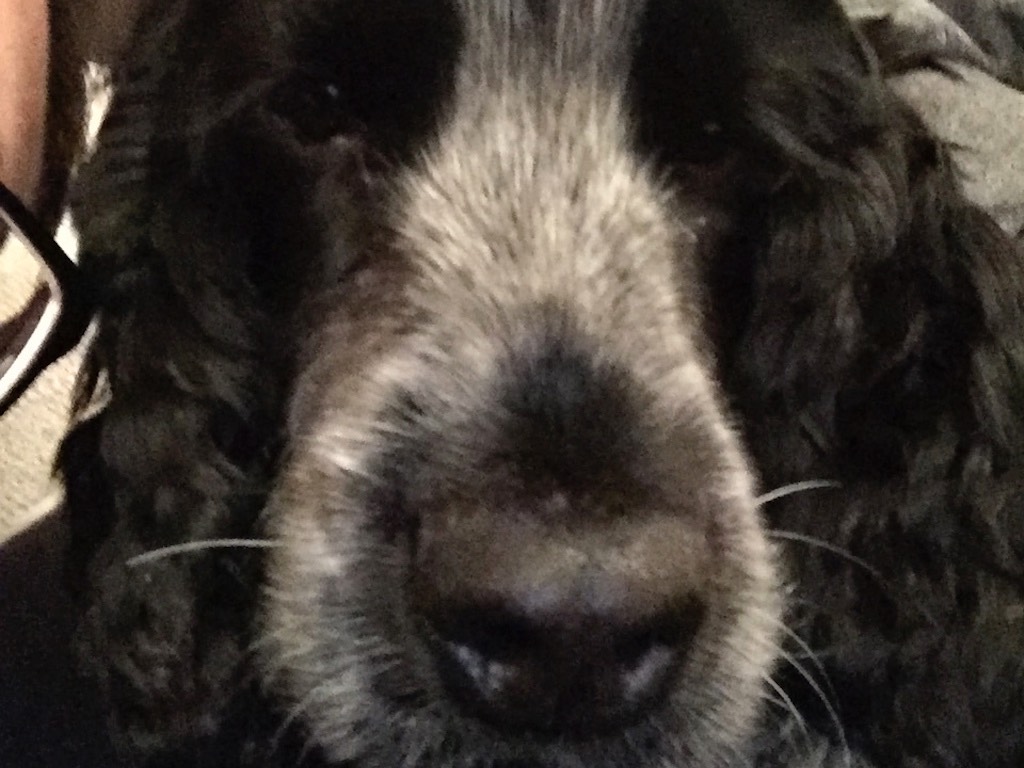 Ernie the dog