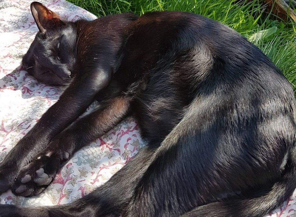 Finn the cat