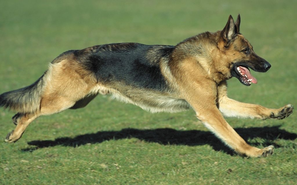 Frank the dog