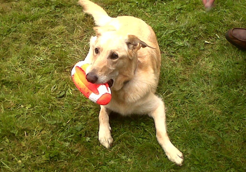 Thank you so much for all your support with Goldie! The advice and training Zoe gave us has transformed our walks and made life much less stressful! Goldie & Lucy