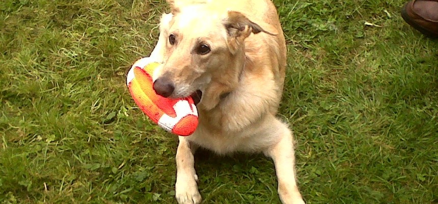 Thank you so much for all your support with Goldie! The advice and training Zoe gave us has transformed our walks and made life much less stressful! Goldie & Lucy