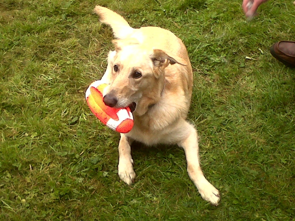 Goldie the dog